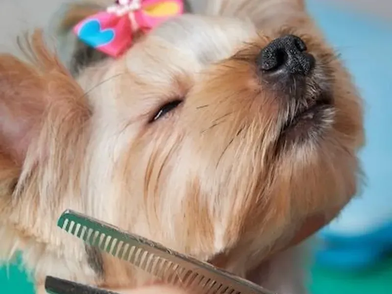 Köpek Bakımı