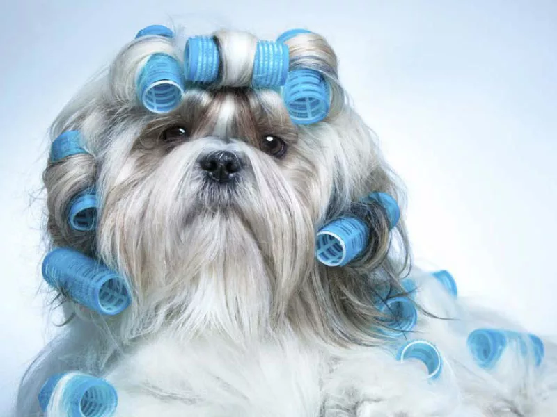 Köpek Bakımı