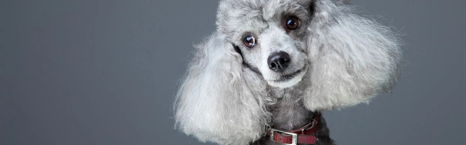Köpek Bakım Stüdyosu